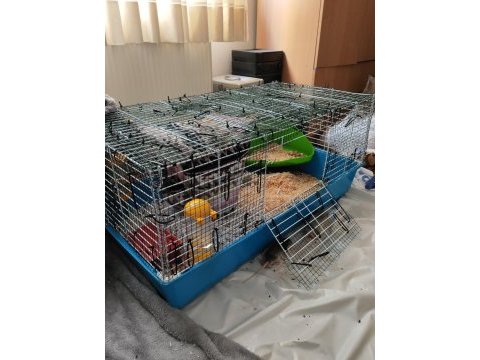 1 aylık dumbo rat yavruları 1 naked 2 husky