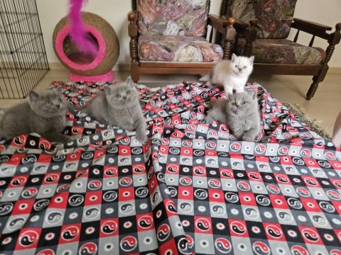 Safkan british shorthair yavrular sahiplendirilecektir