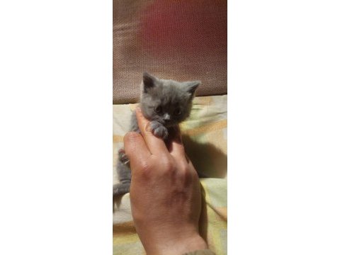 Sevimli british shorthair bebekler