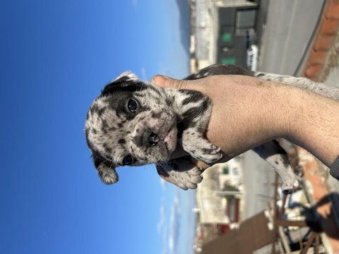 Egzotik french bulldog bebekler yeni yuvasını bekliyor