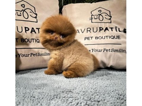 Teddy bear / teacup pomeranian bebekler