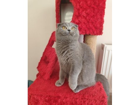 Ücretsiz scottish fold dişi