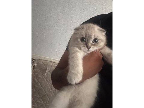 Scottish fold yavrular ırk sağlık garantili