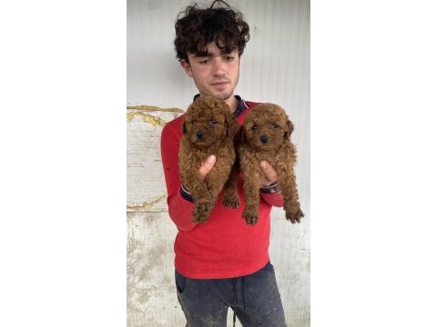 Koyu renk toy poodle yavrular