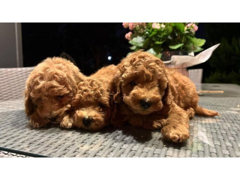 Toy poodle kg garantili