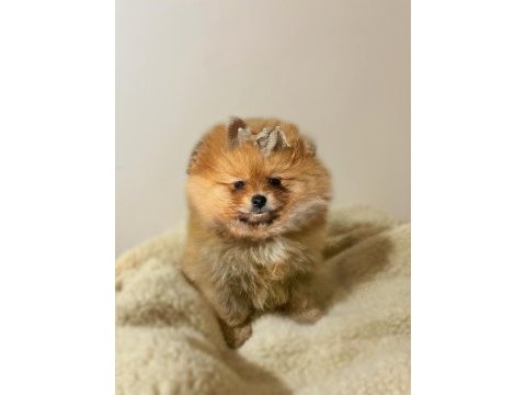 Pomeranian boo köpeği