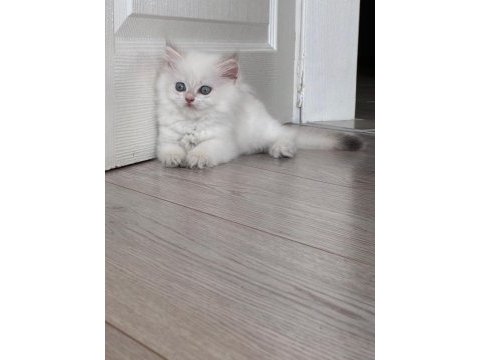 Birbirinden kaliteli golden british longhair yavrular