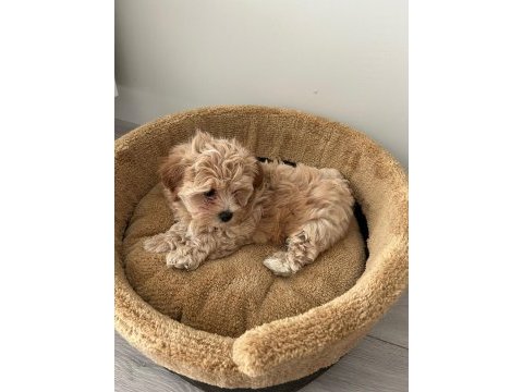 Teacup maltipoo