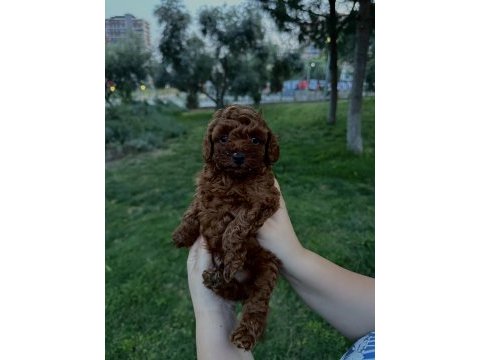 Teacup erkek-dişi poodle