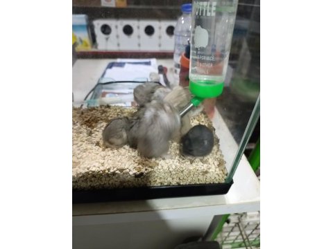 Gonzales hamster