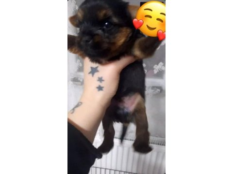 Yorkshire terrier erkek yavru
