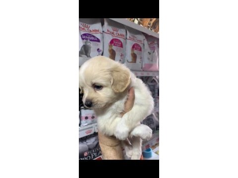 2 aylık terrier