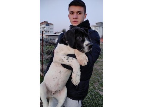 Great dane danua yavrular