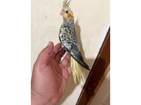 Tam 59 günlük oyun hamuru sultan bebek