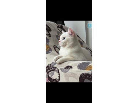 British longhair kedisi