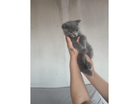 British shorthair yavrular uygun