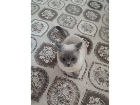 1 yaşında british shorthair çiftleşme (eş aranıyor)