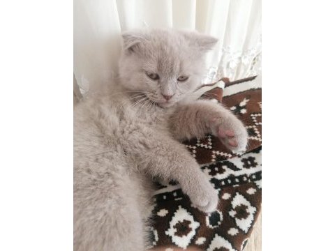 65 günlük yavru british longhair