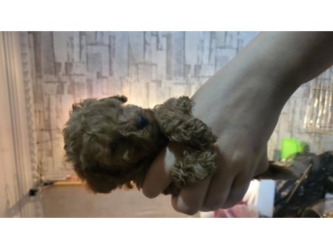 Teacup toy poodle yavrularımız
