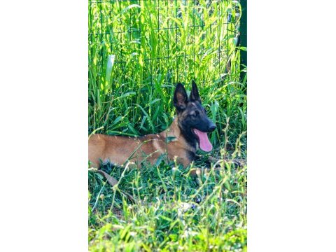 Belçika malinois efsane yavrular
