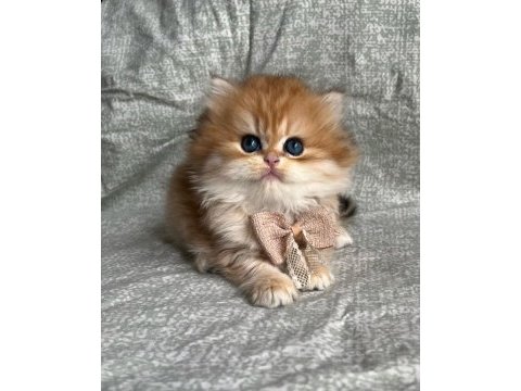 British longhair golden