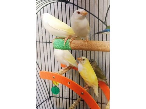 Golden fresh ispinozu