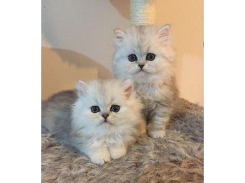 Safkan british longhair yavrularım
