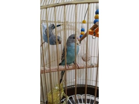 2 aylık yavru jumbo kırığı muhabbet kuşu