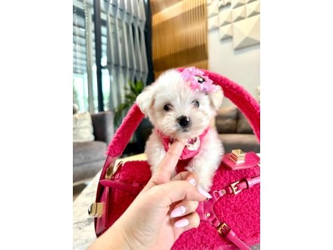Tatlı mı tatlı korea maltese terrier cep boy
