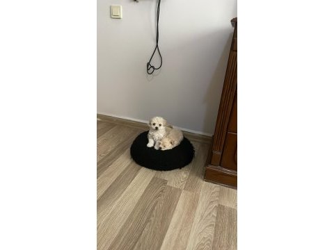 Elden teslim yavrum kore maltipoo