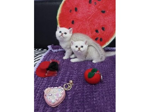 2 ve 3,5 aylık safkan silver shaded catteryden kediler