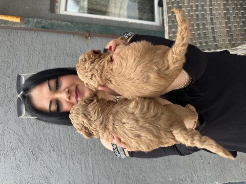 Red brown kilo garantili toy poodle yavrularım