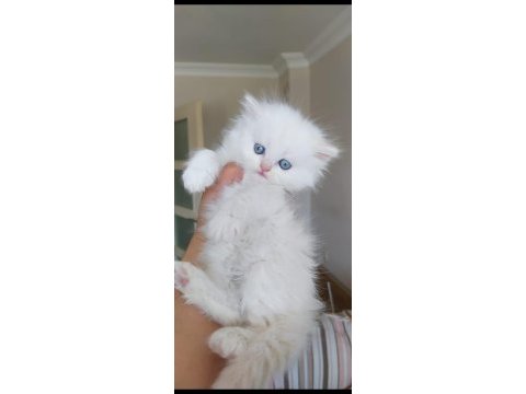 Tatlı bebeğim yeni ailesini arıyor chinchilla