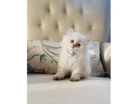 Sevimli british longhair minik bir kız