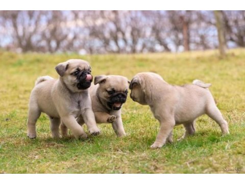 Safkan pug bebeklerim ev ortamı