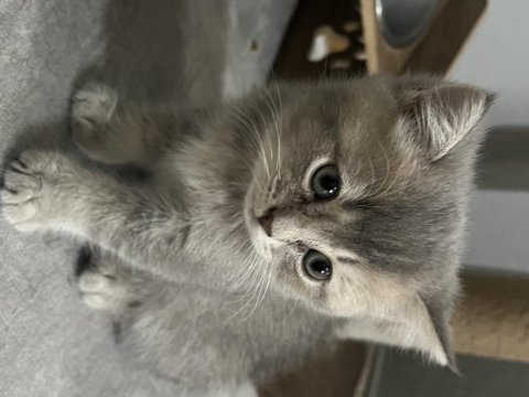 İki aylık british shorthair kedisi