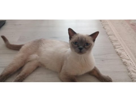 Safkan british shorthair