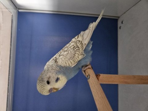 Jumbo muhabbet kuşu yavrular