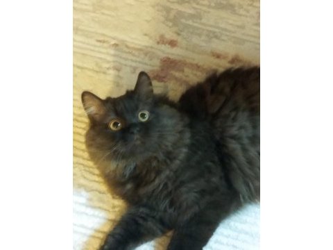 Nadir bulunan kedi türü chocolate british longhair