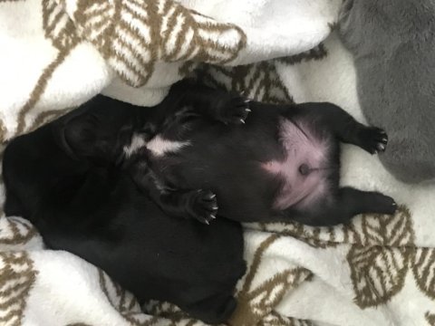 French bulldog 3 aylık blue gen