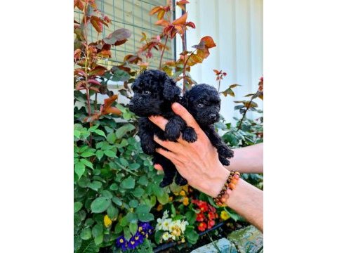 Siyah toy poodle yavrularımız