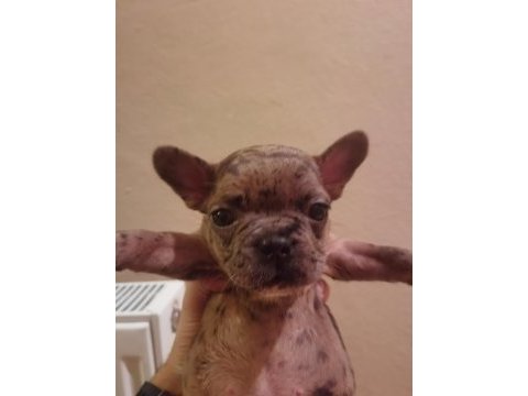 1 dişi ve 1 erkek french bulldog yavru