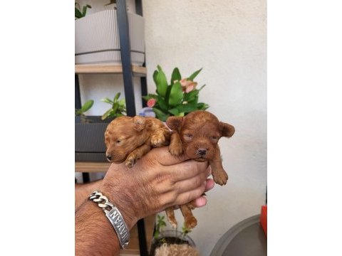 Harika korekan poodle ayı surat teddy bear