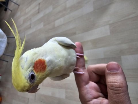 6 aylık erkek yavru sultan papağanı