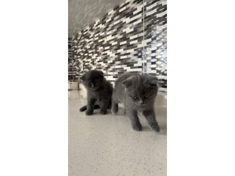Scottish fold kediler