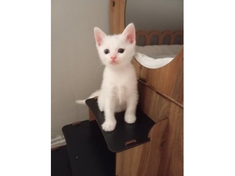 Yavru scottish fold kedilerimiz