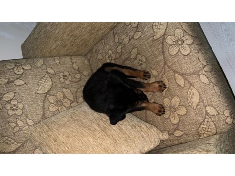 Rottweiler yavru 3 aylık