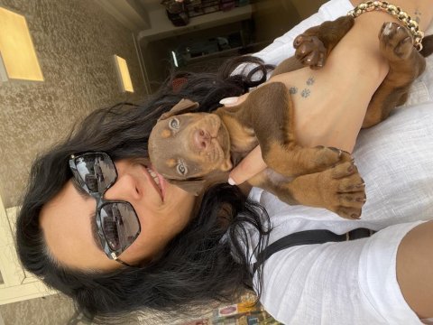 Doberman kızıl ve siyah yavrularım