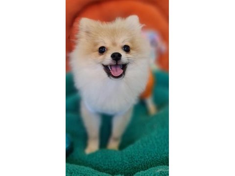Şecereli teacup pomeranian yavrularımız