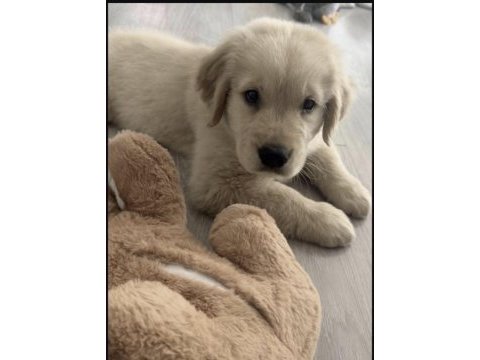 Golden retriever köpeği